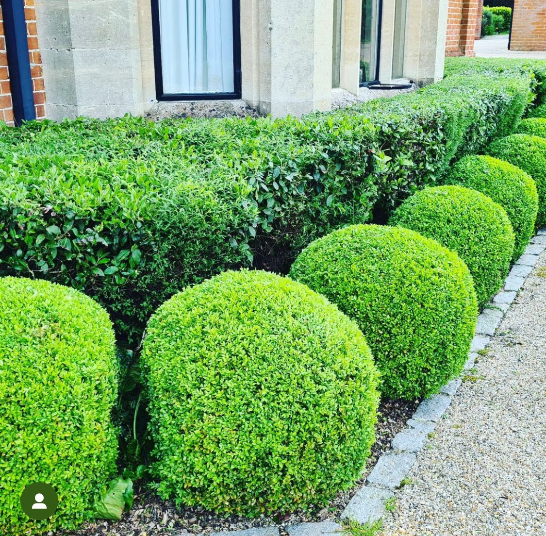 Buxus Balls